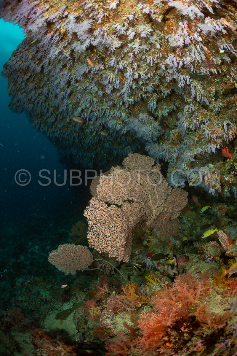 woman diver visiting a coral reef with gorgonian or sea fan