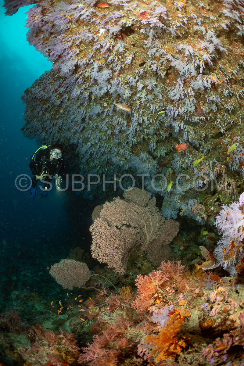 woman diver visiting a coral reef with gorgonian or sea fan