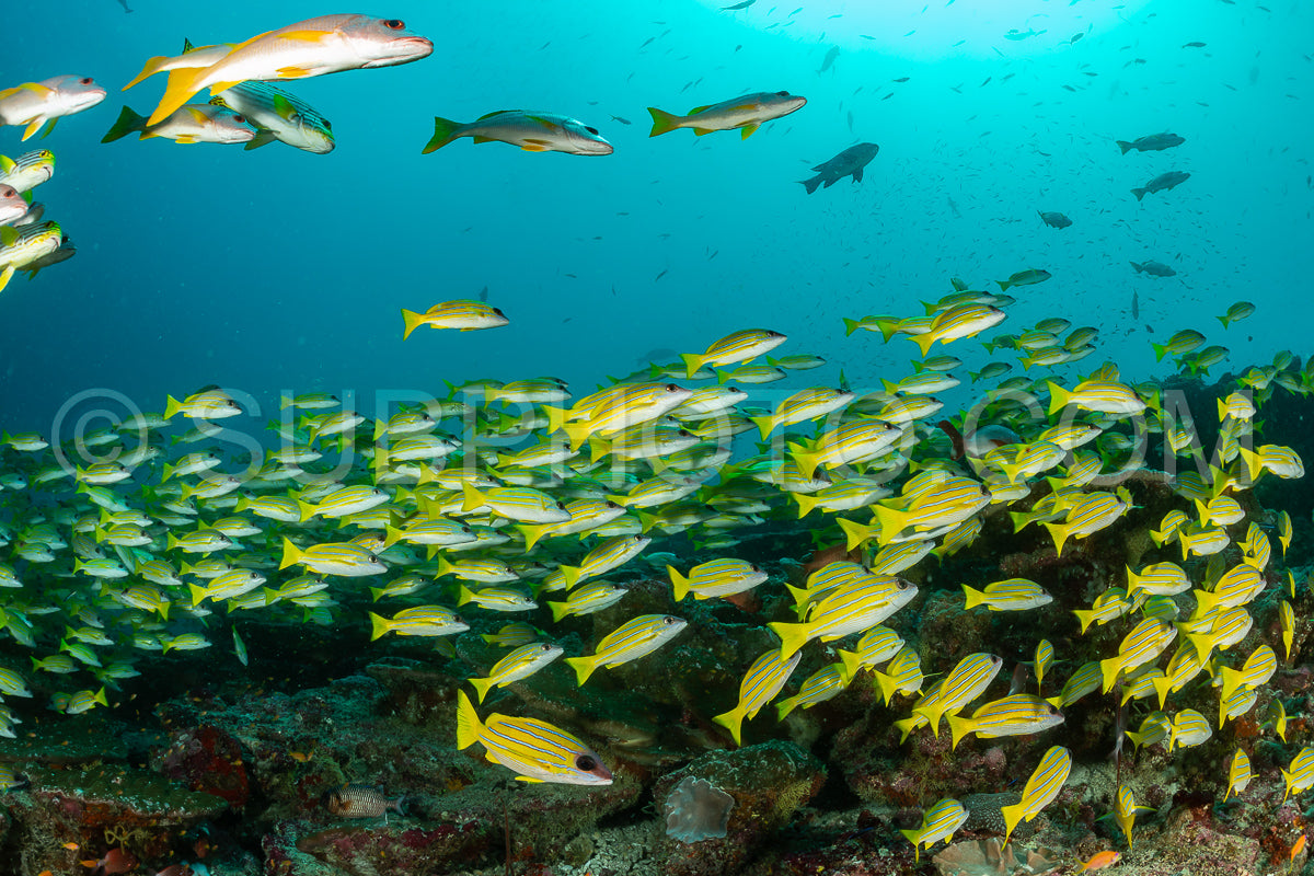 Photo de Banc de vivaneaux à bandes bleues