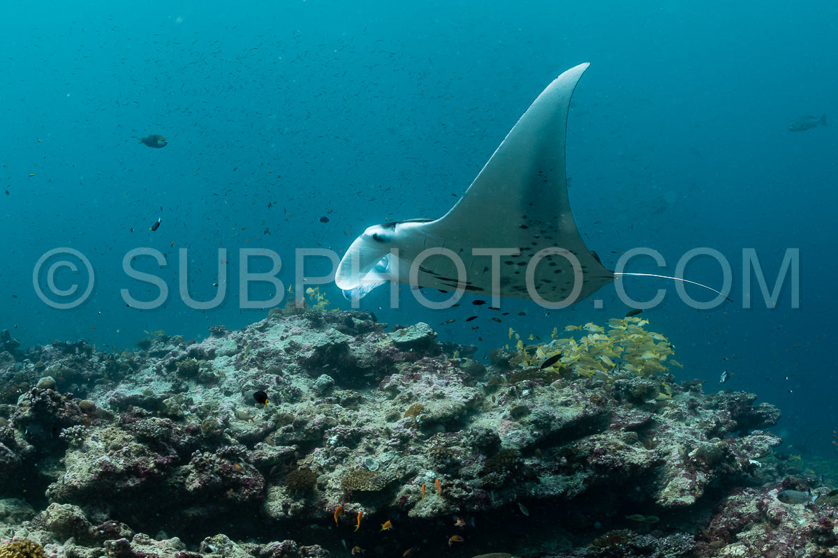 Manta ray rays flying around a cleaning station in the Maldives