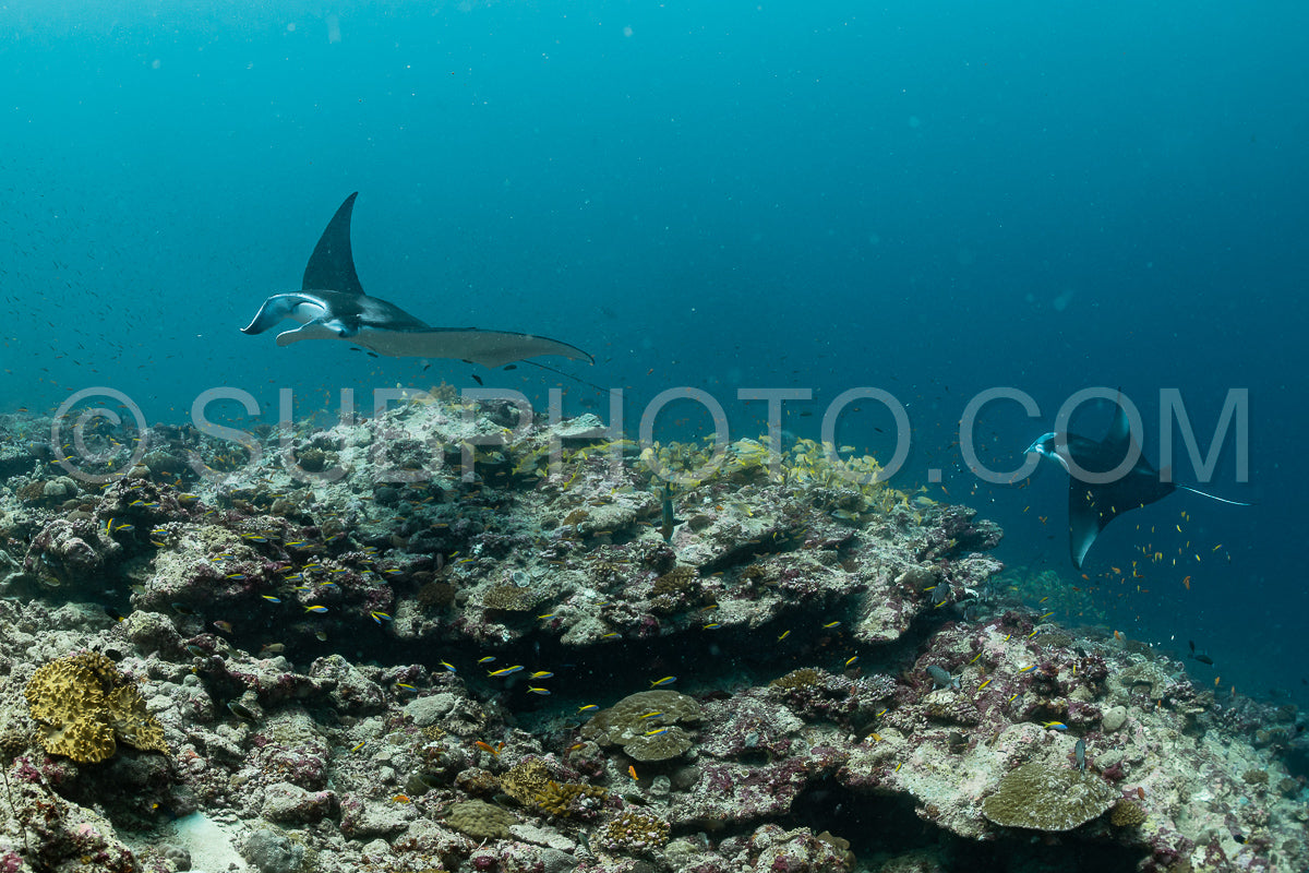 Manta ray rays flying around a cleaning station in the Maldives
