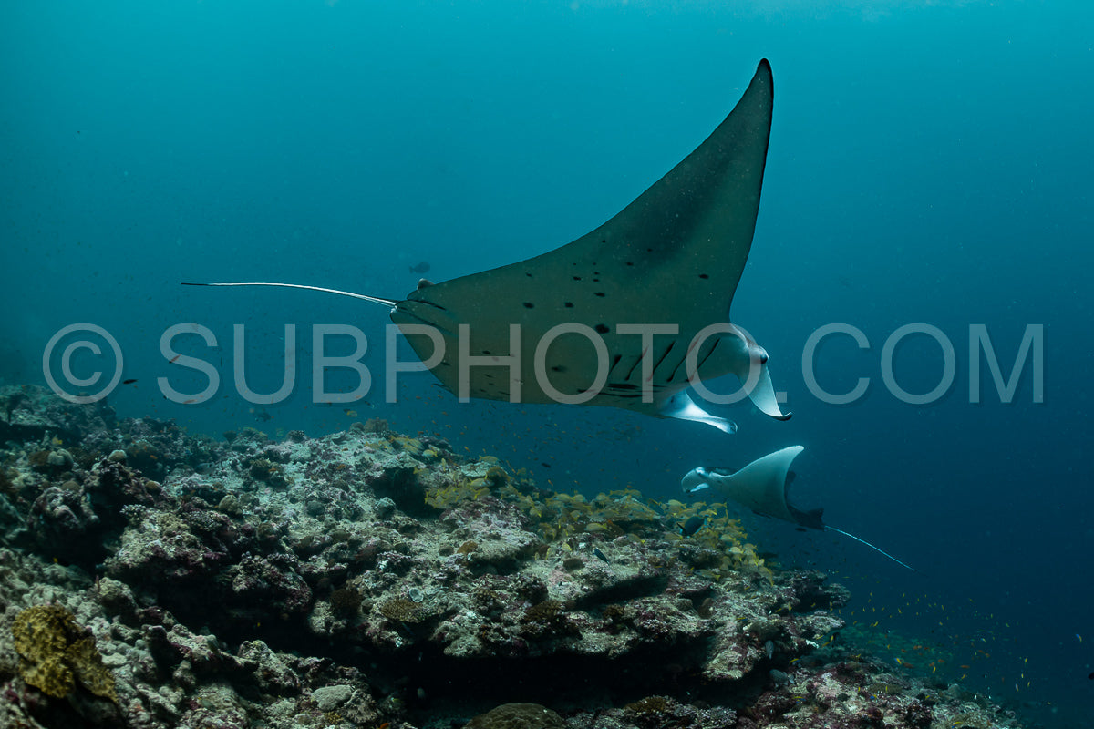 Manta ray rays flying around a cleaning station in the Maldives