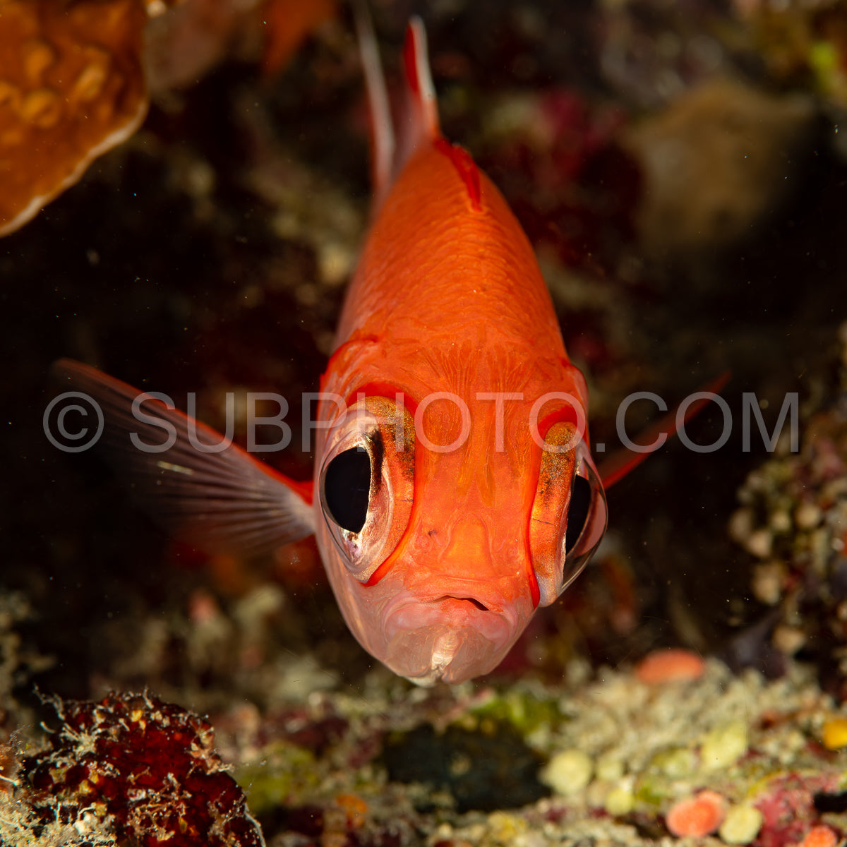whitetip soldierfish