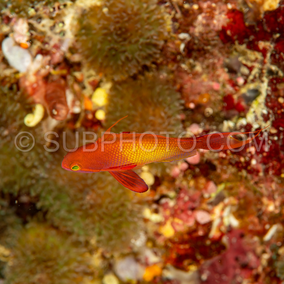 Photo de lyretail anthias