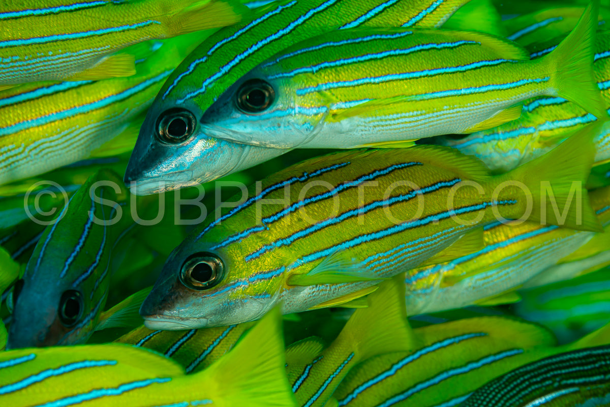 Photo de Banc de vivaneaux avec un plongeur