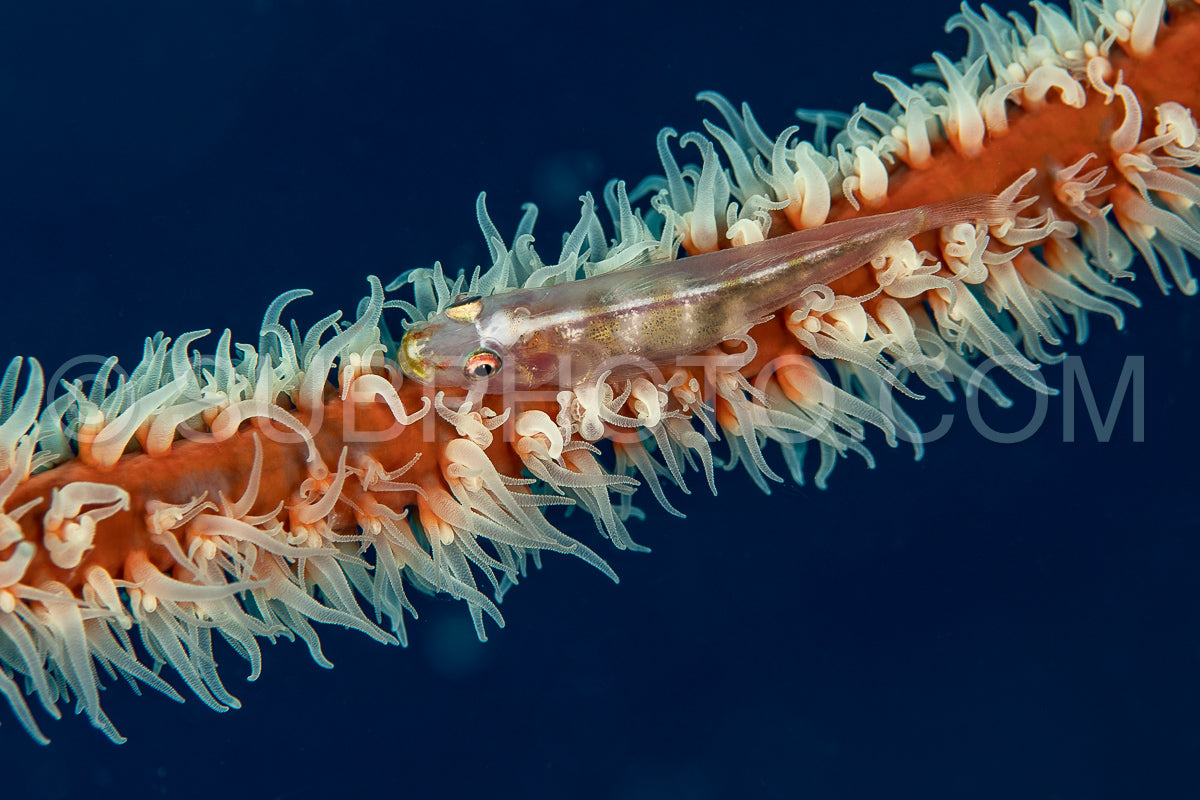 loki whip goby