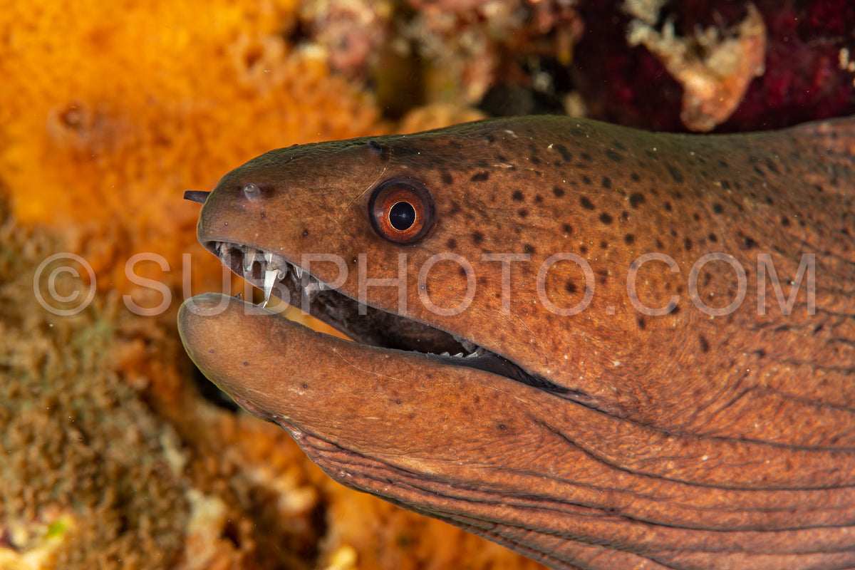 giant moray
