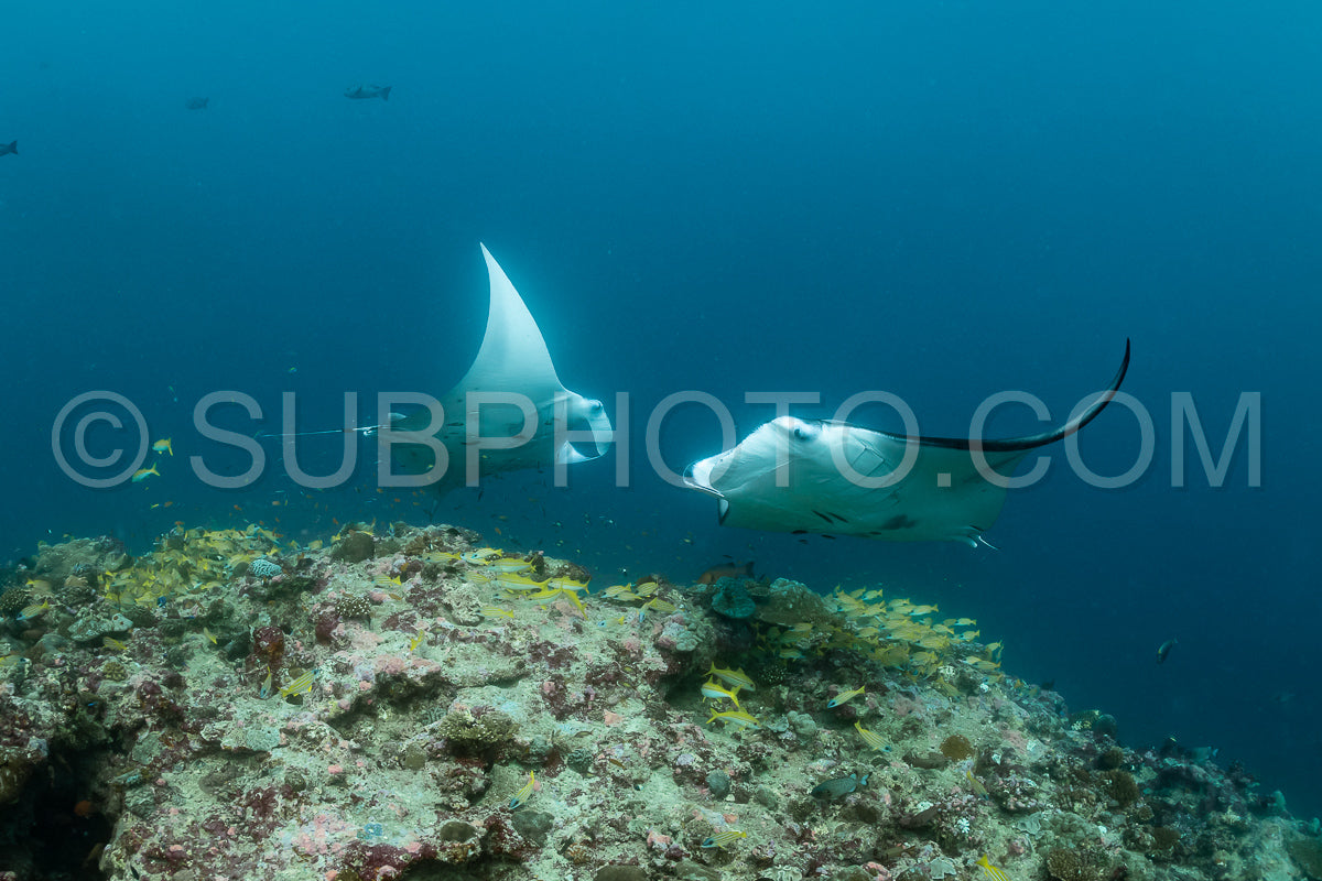 Manta ray rays flying around a cleaning station in the Maldives