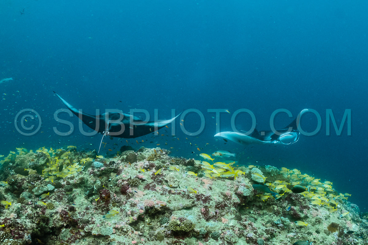 Manta ray rays flying around a cleaning station in the Maldives