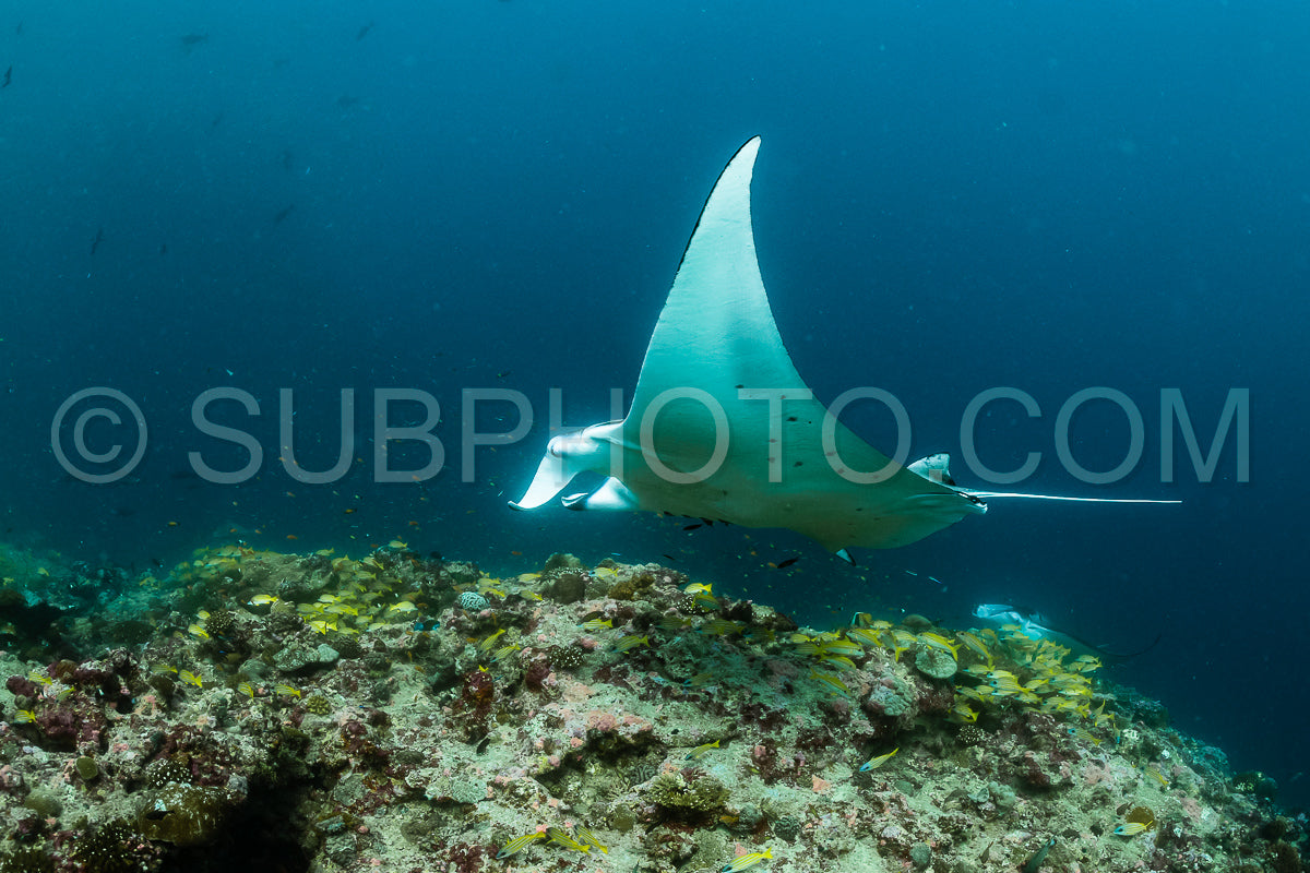 Manta ray rays flying around a cleaning station in the Maldives