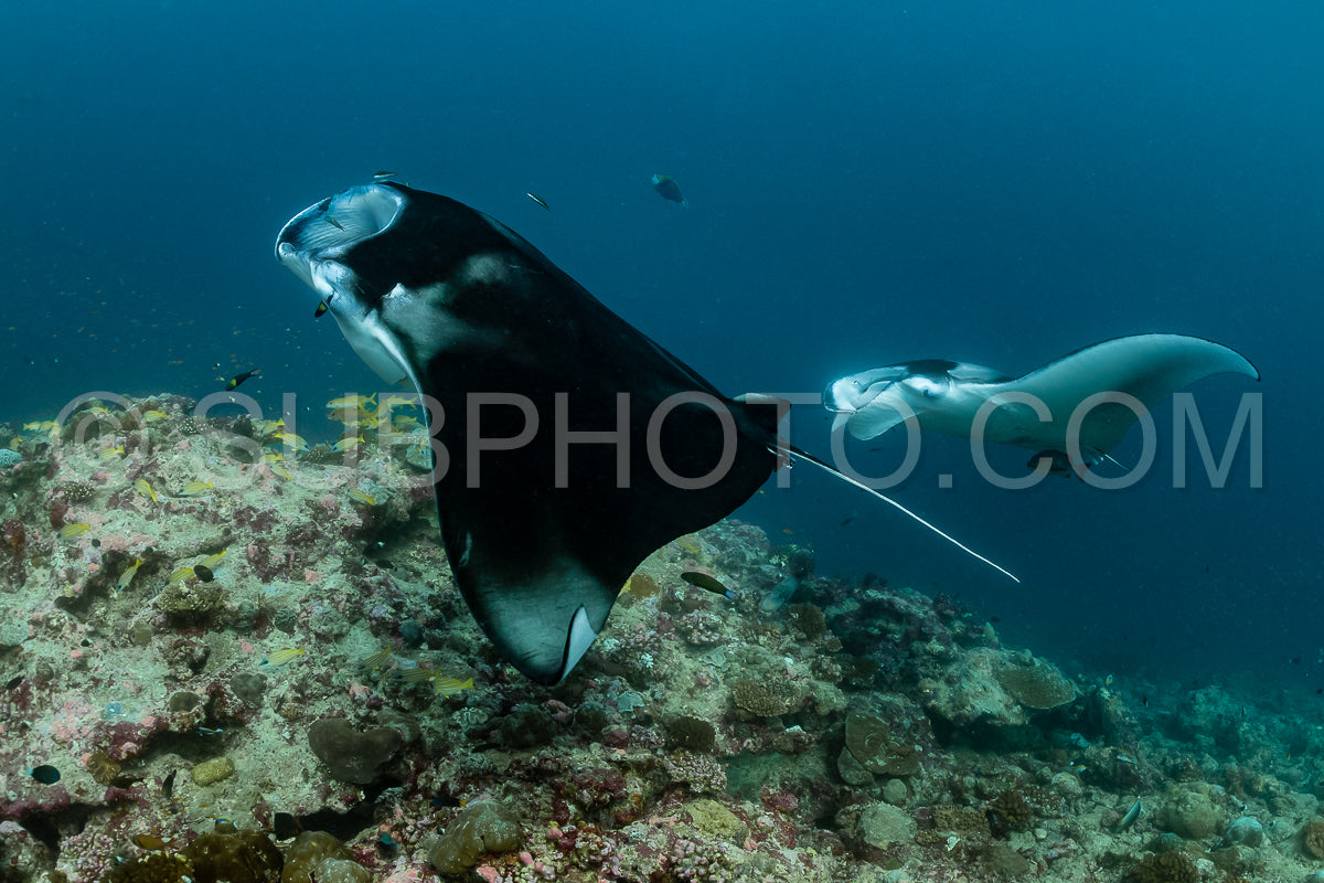 Manta ray rays flying around a cleaning station in the Maldives