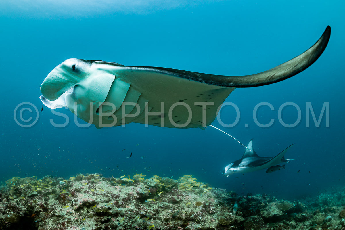 Manta ray rays flying around a cleaning station in the Maldives