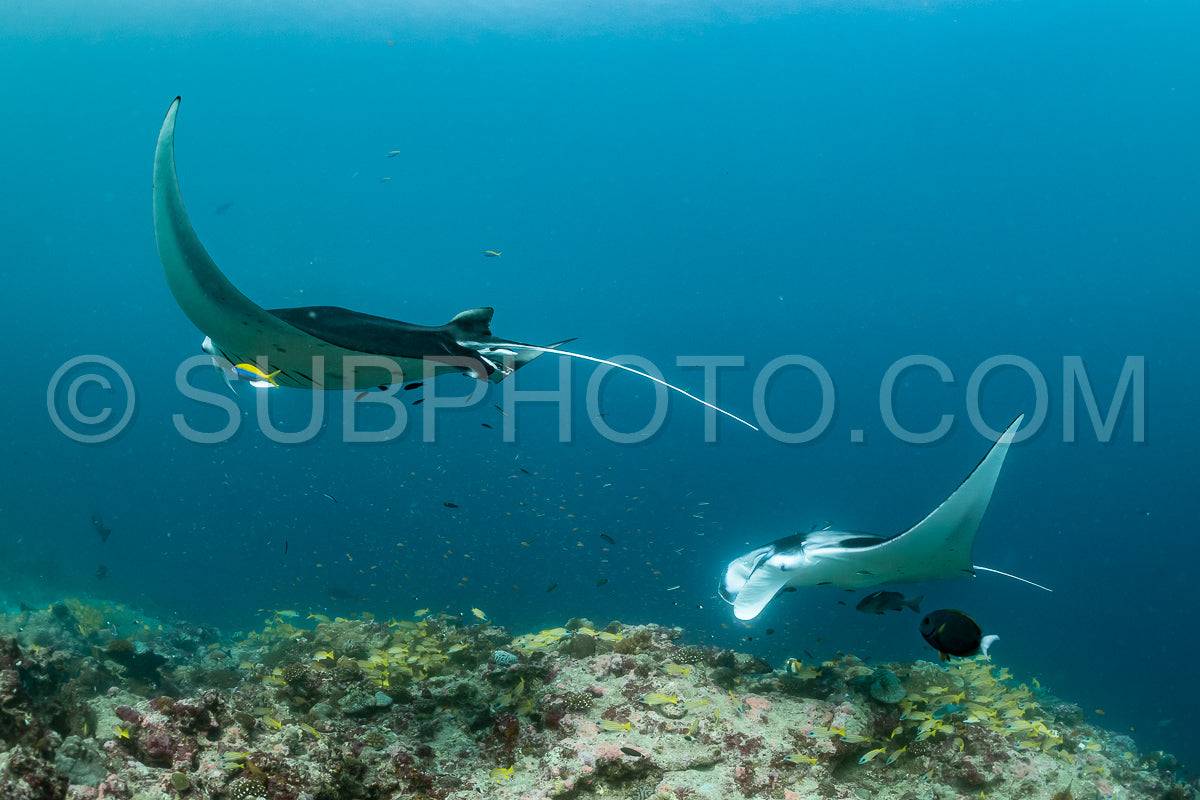 Manta ray rays flying around a cleaning station in the Maldives
