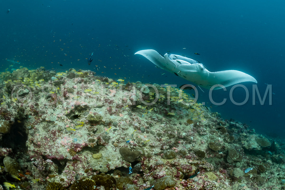 Manta ray rays flying around a cleaning station in the Maldives