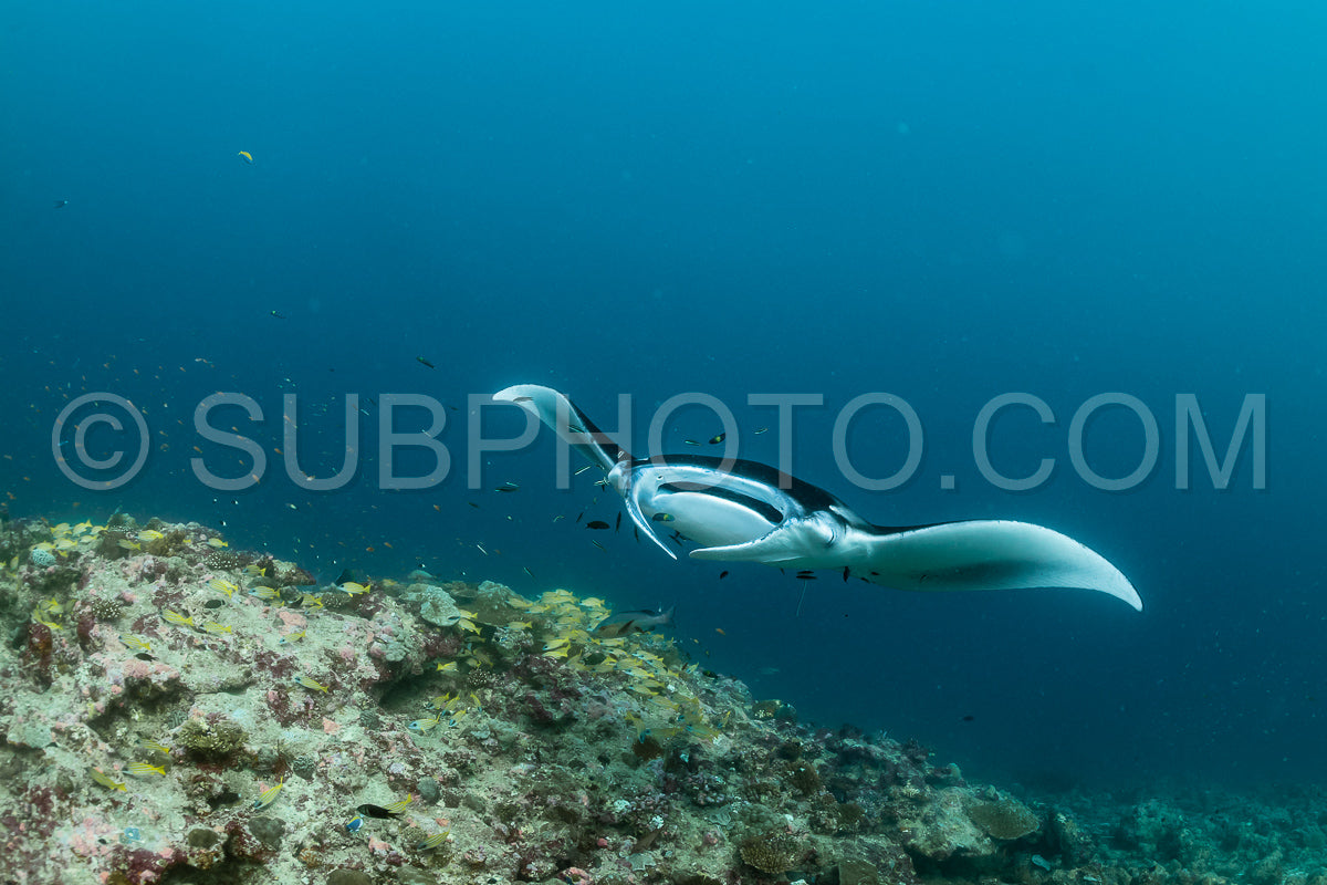Manta ray rays flying around a cleaning station in the Maldives