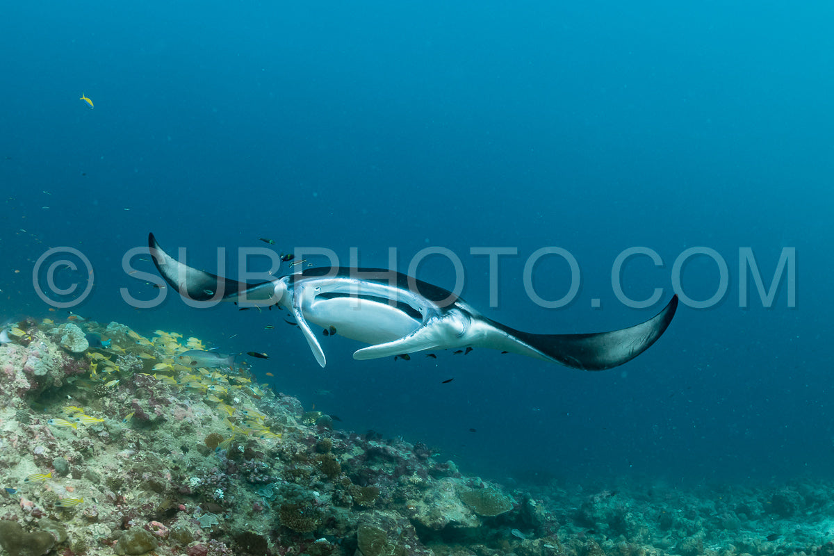 Photo de Raies manta volant autour d'une station de nettoyage aux Maldives