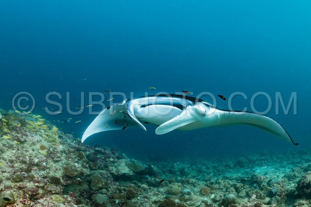 Manta ray rays flying around a cleaning station in the Maldives