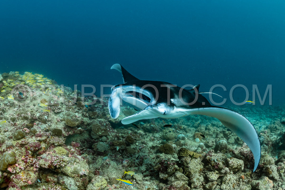 Photo de Raies manta volant autour d'une station de nettoyage aux Maldives