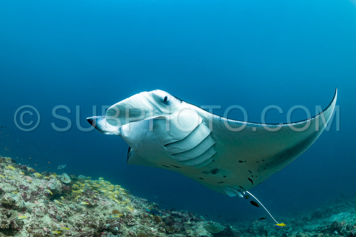 Manta ray rays flying around a cleaning station in the Maldives