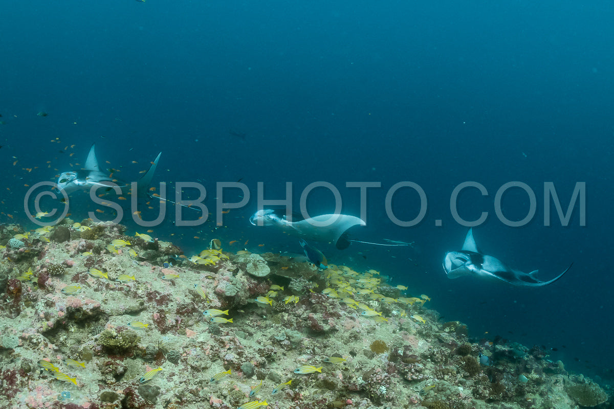 Manta ray rays flying around a cleaning station in the Maldives