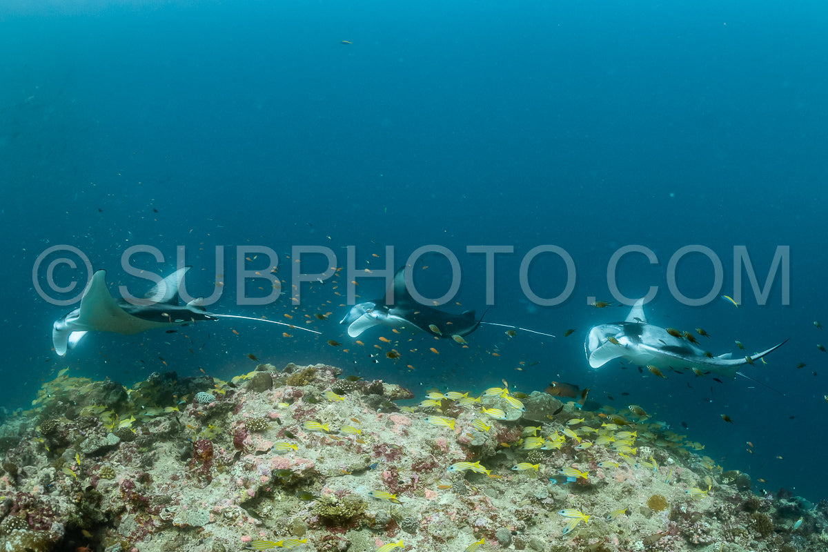 Manta ray rays flying around a cleaning station in the Maldives