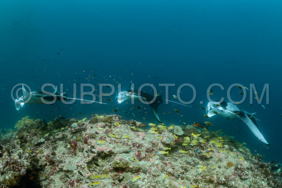 Photo de Raies manta volant autour d'une station de nettoyage aux Maldives