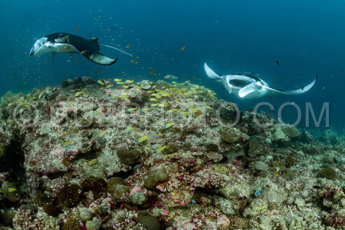 Manta ray rays flying around a cleaning station in the Maldives