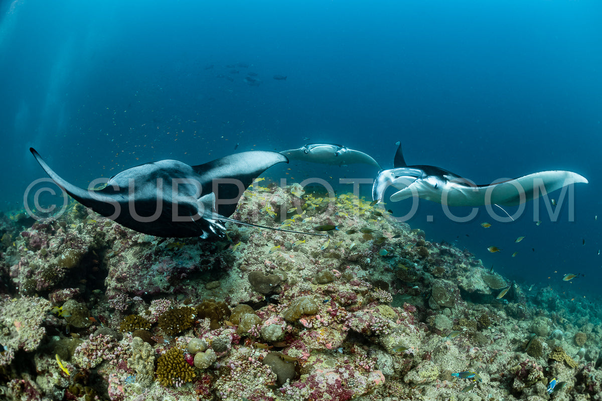 Photo de Raies manta volant autour d'une station de nettoyage aux Maldives