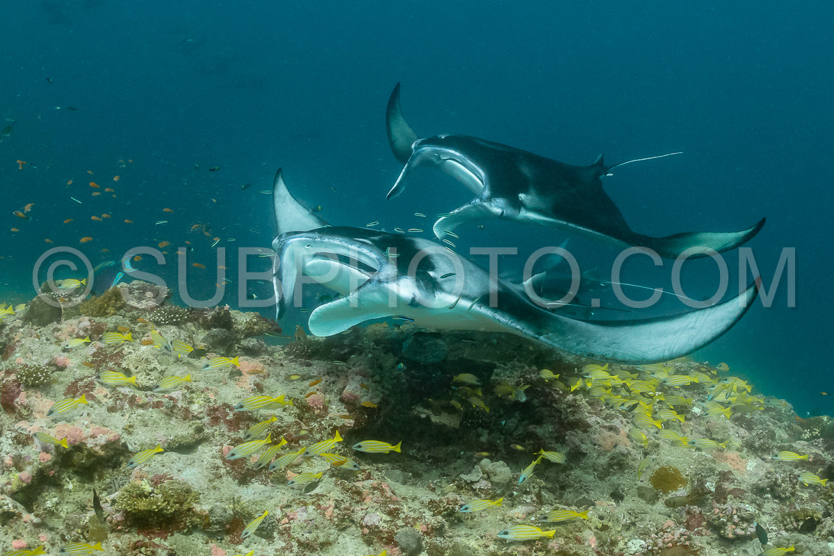 Photo de Raies manta volant autour d'une station de nettoyage aux Maldives