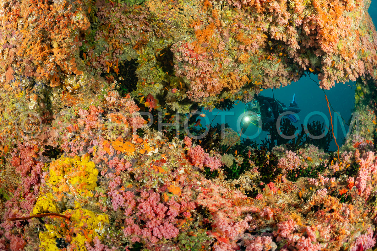woman diver visiting a coral reef with yellow soft coral