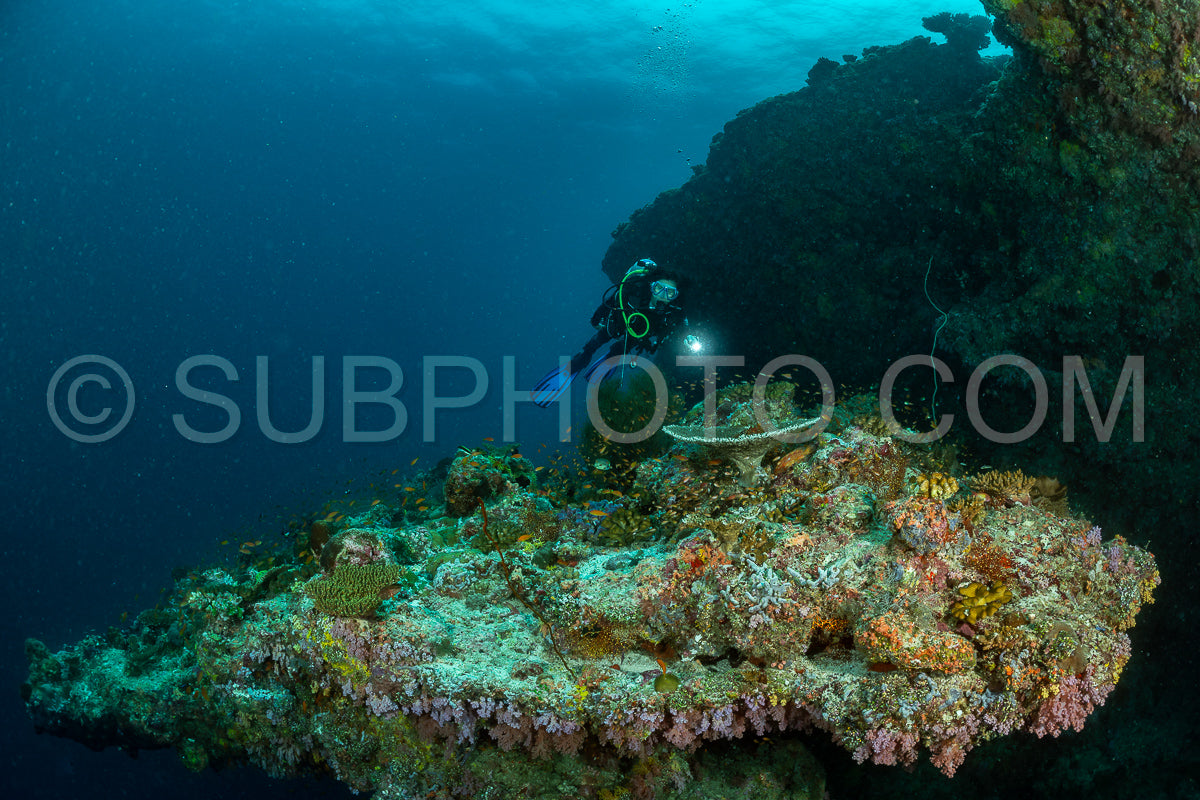 woman diver visiting a coral reef