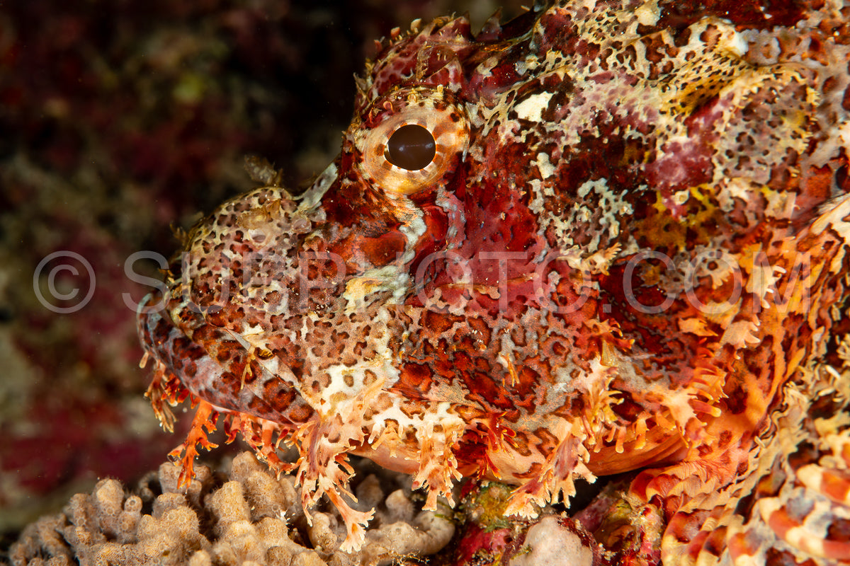 tasseled scorpionfish