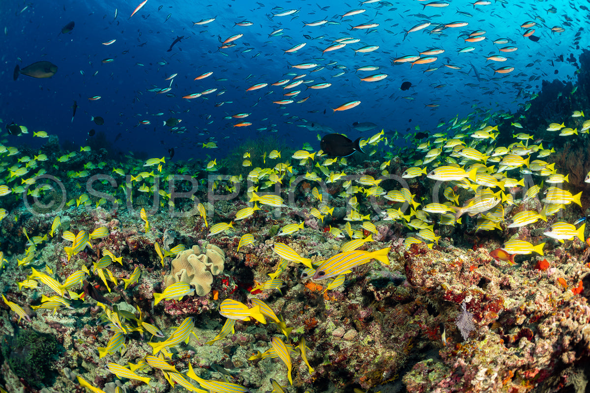 Photo de Banc de vivaneaux avec un plongeur