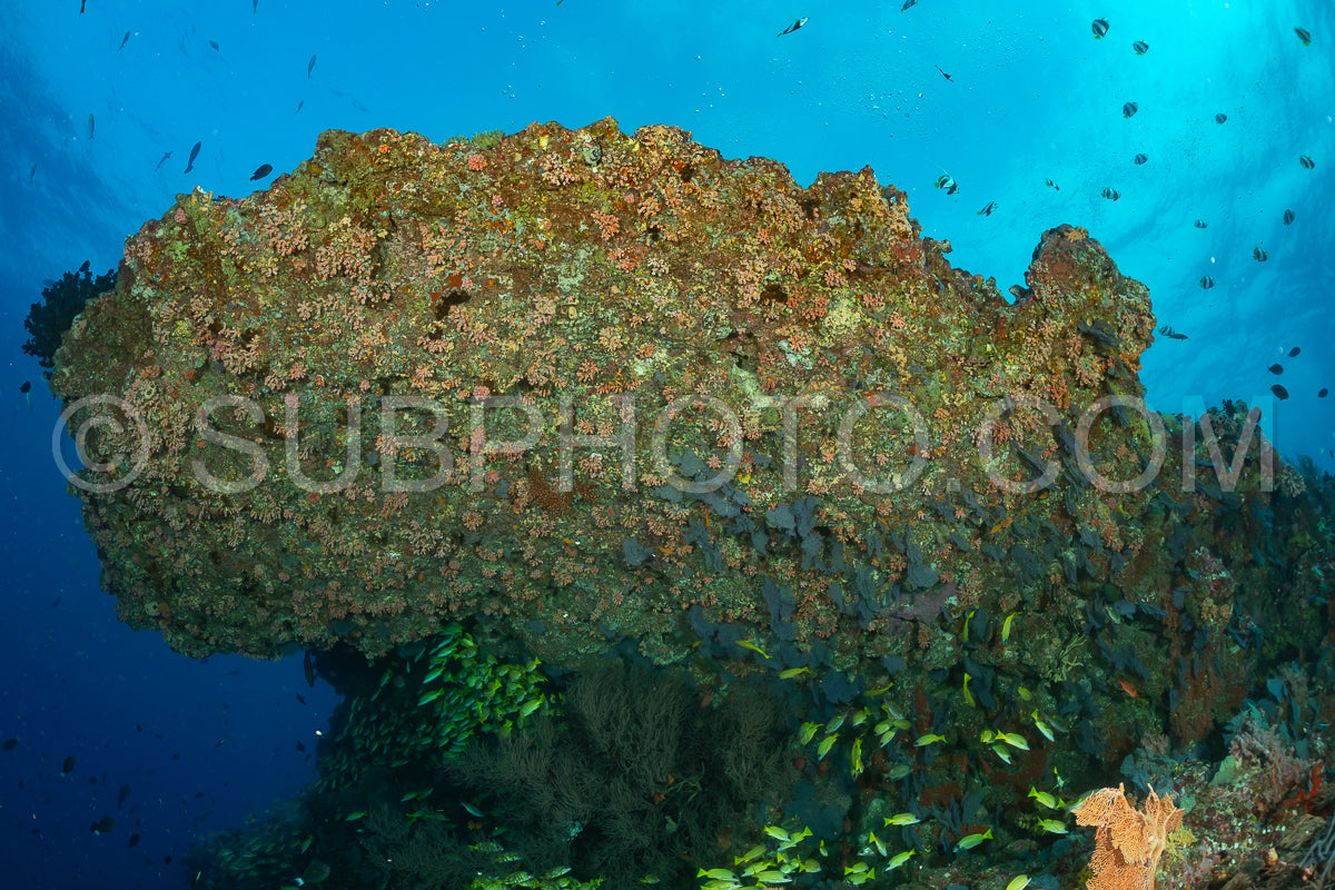 Photo de Banc de vivaneaux avec un plongeur