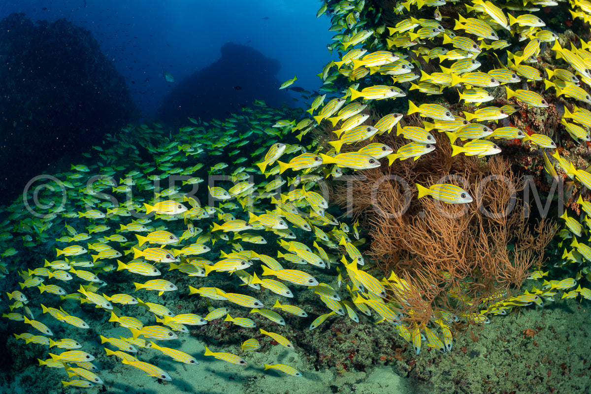 Photo de Banc de vivaneaux avec un plongeur