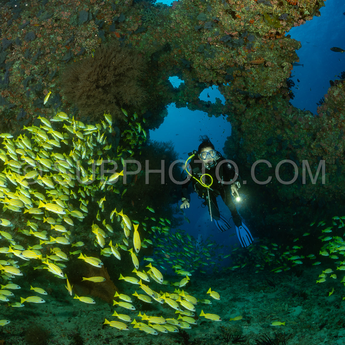 Photo de Banc de vivaneaux avec un plongeur