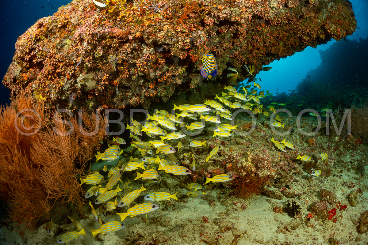 Photo de Banc de vivaneaux avec un plongeur