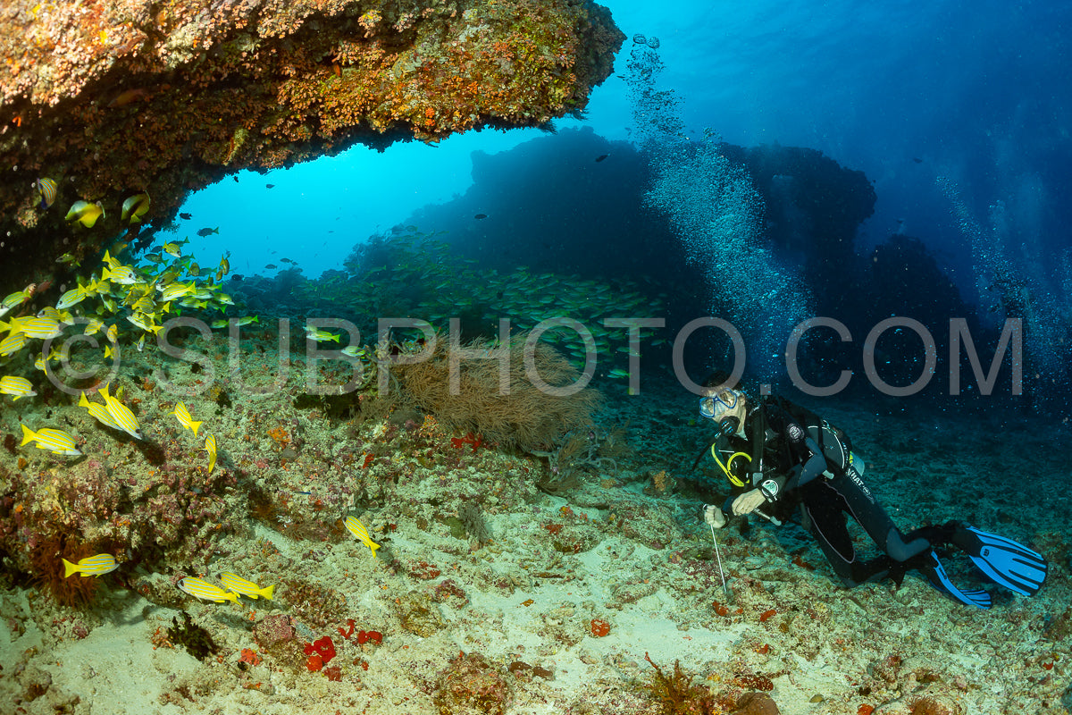 Photo de Banc de vivaneaux avec un plongeur
