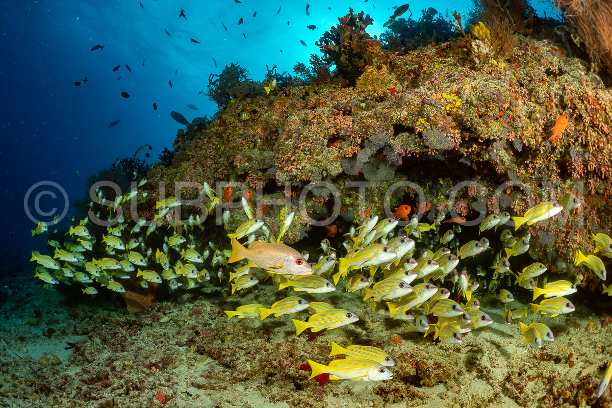 School of common bluestripe snapper with a diver