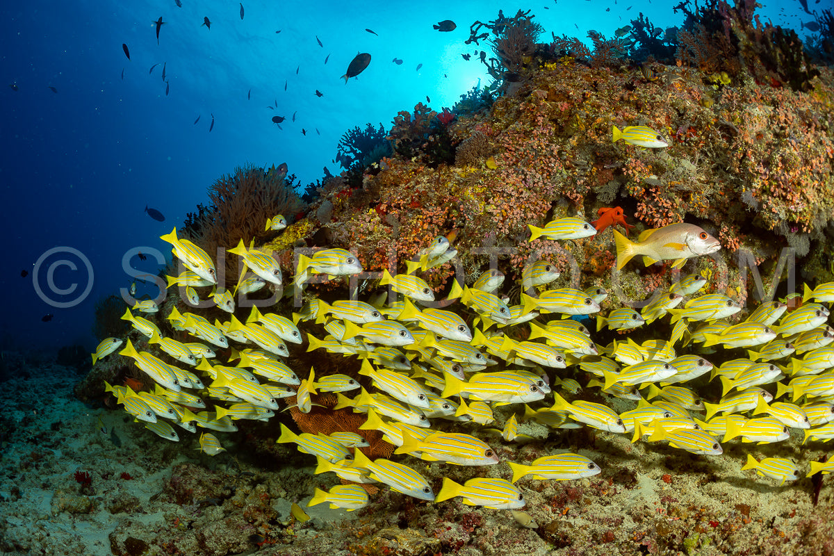Photo de Banc de vivaneaux avec un plongeur
