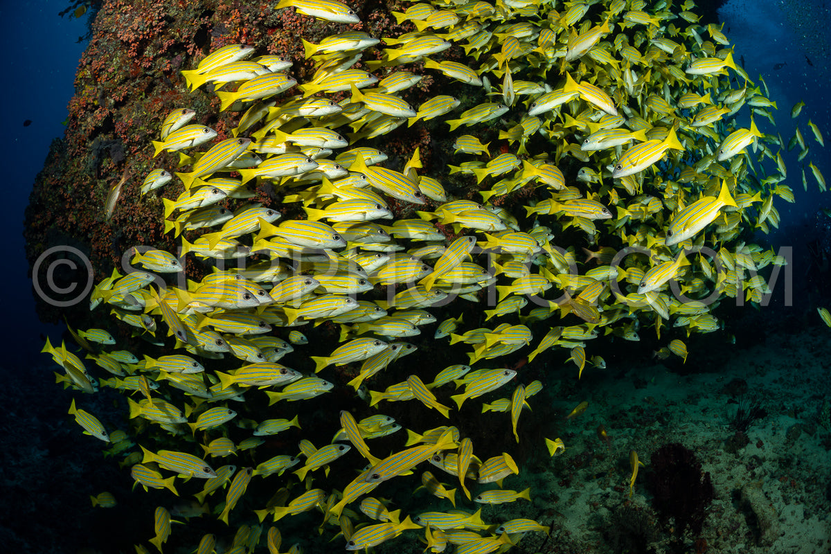 School of common bluestripe snapper with a diver