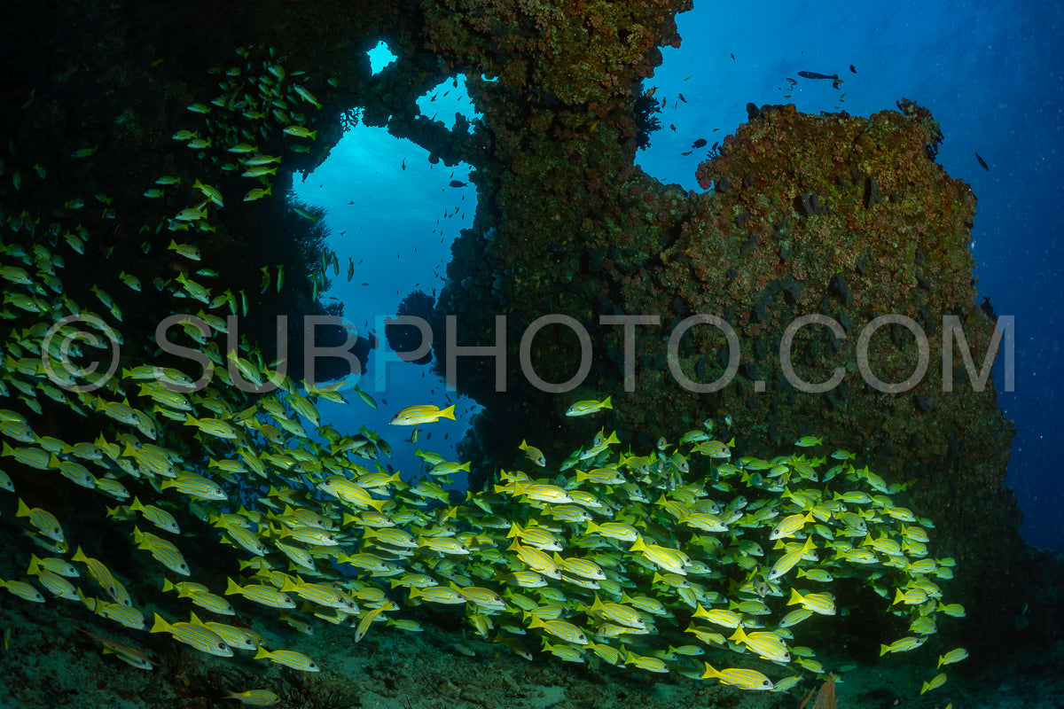 School of common bluestripe snapper with a diver