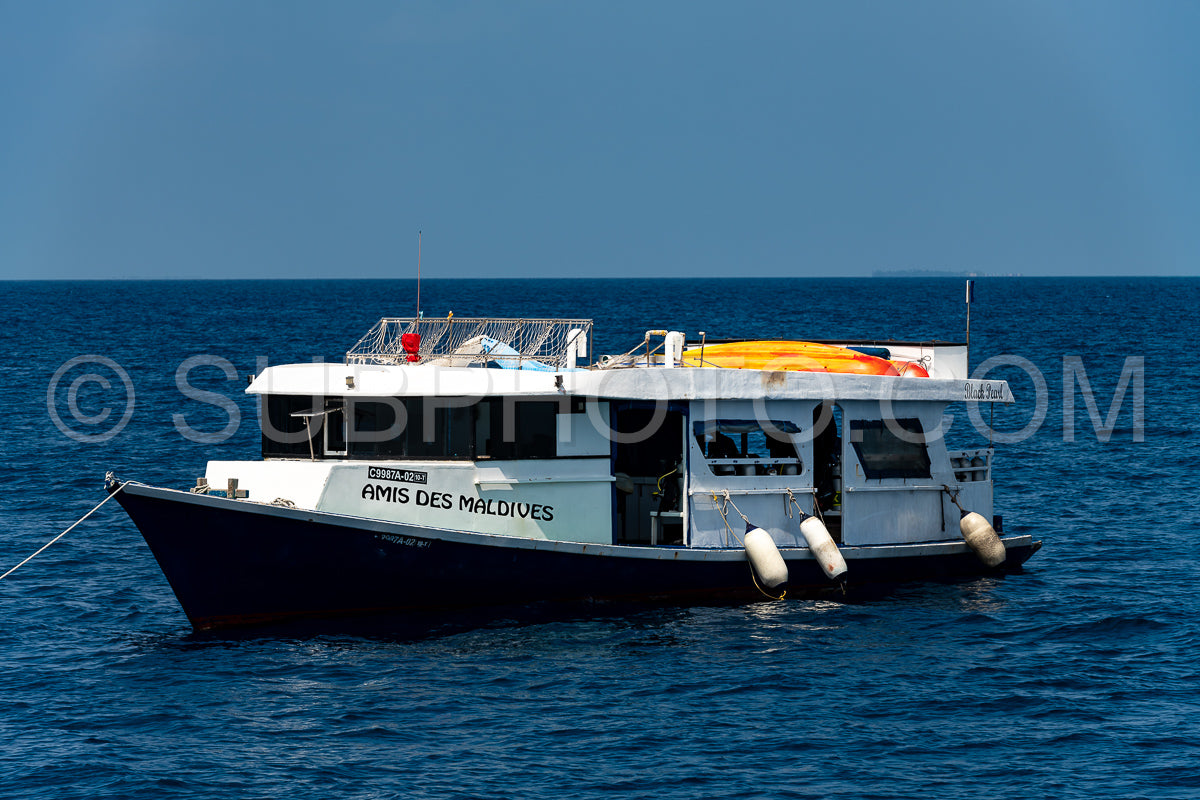 Maldivesfriends2022