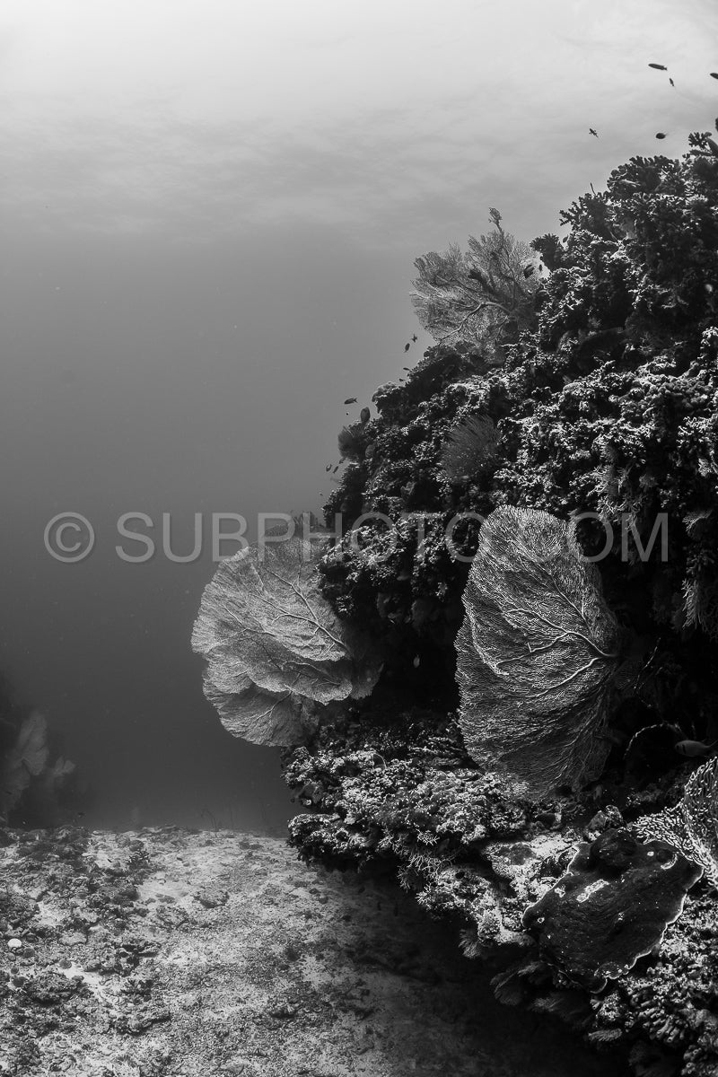 woman diver visiting a coral reef with gorgonian or sea fan