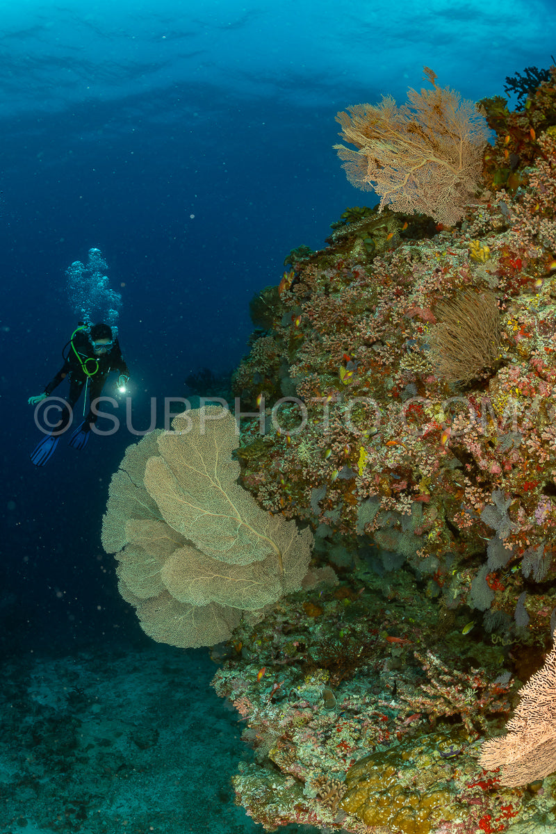 woman diver visiting a coral reef with gorgonian or sea fan