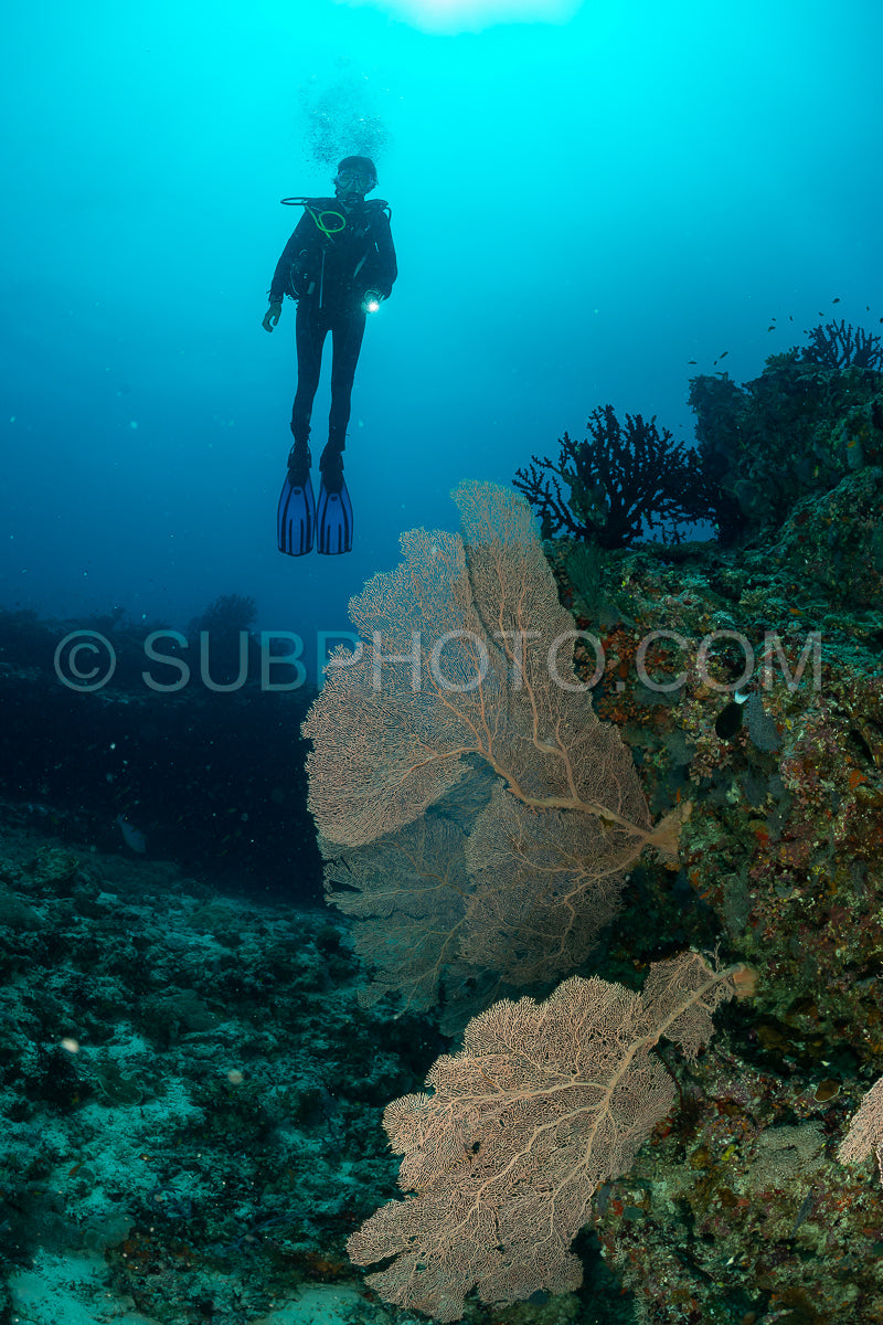 woman diver visiting a coral reef with gorgonian or sea fan