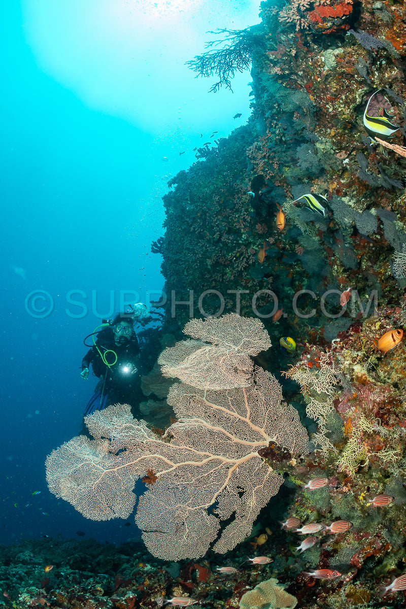 Photo de femme plongeuse visitant un récif corallien avec gorgone ou éventail de mer