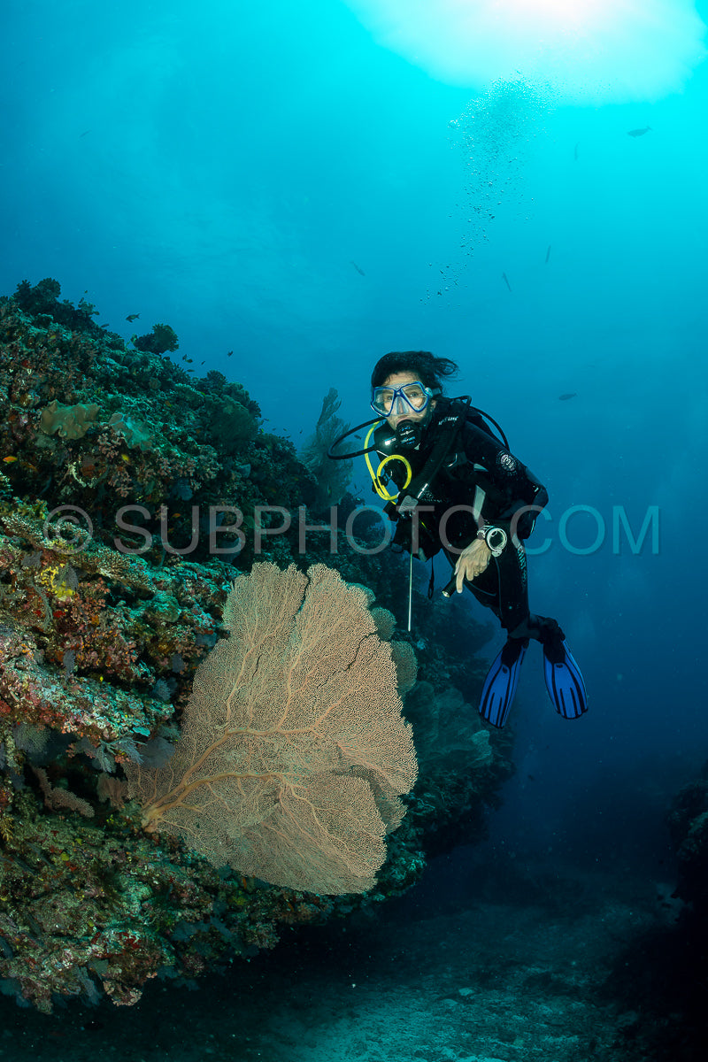 woman diver visiting a coral reef with gorgonian or sea fan