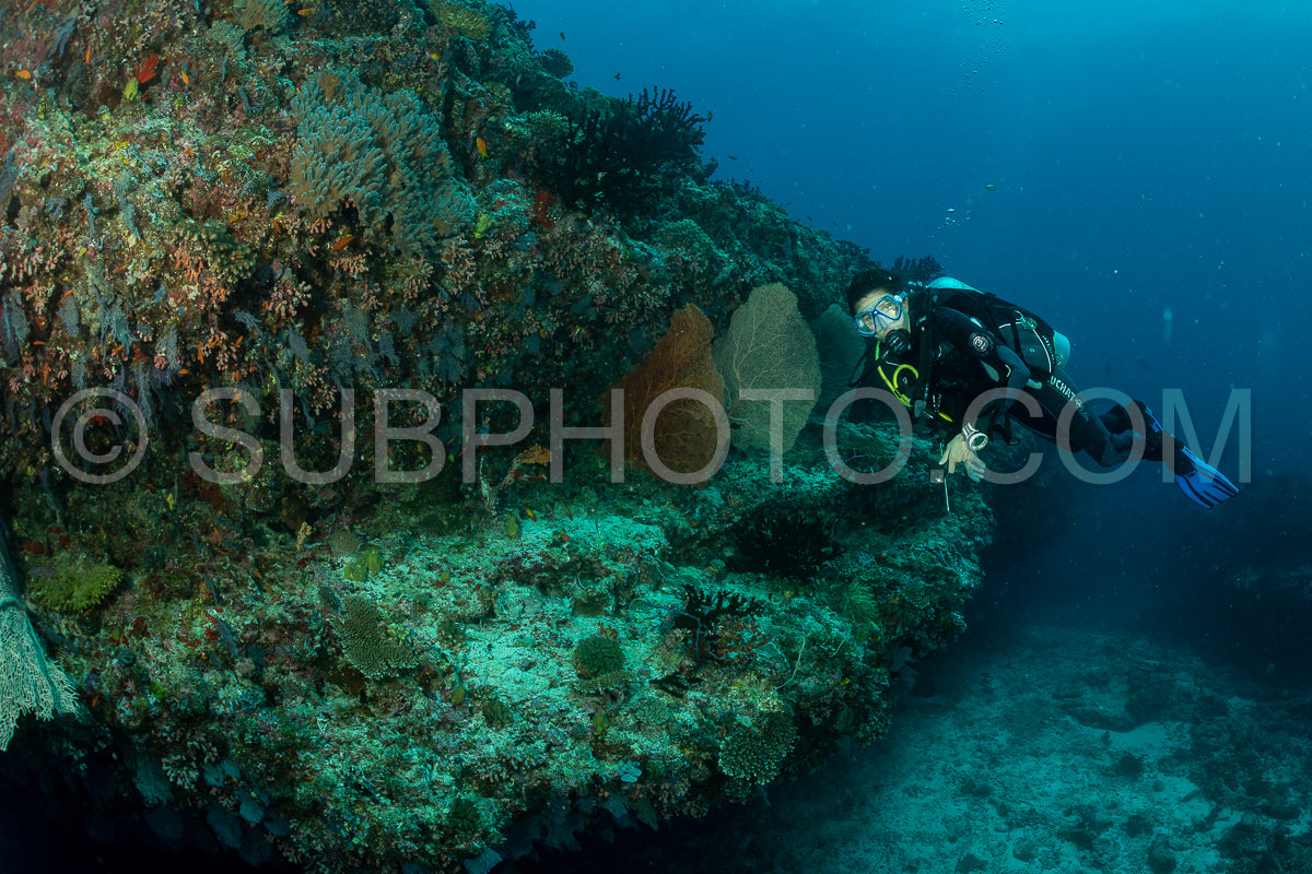 woman diver visiting a coral reef with gorgonian or sea fan