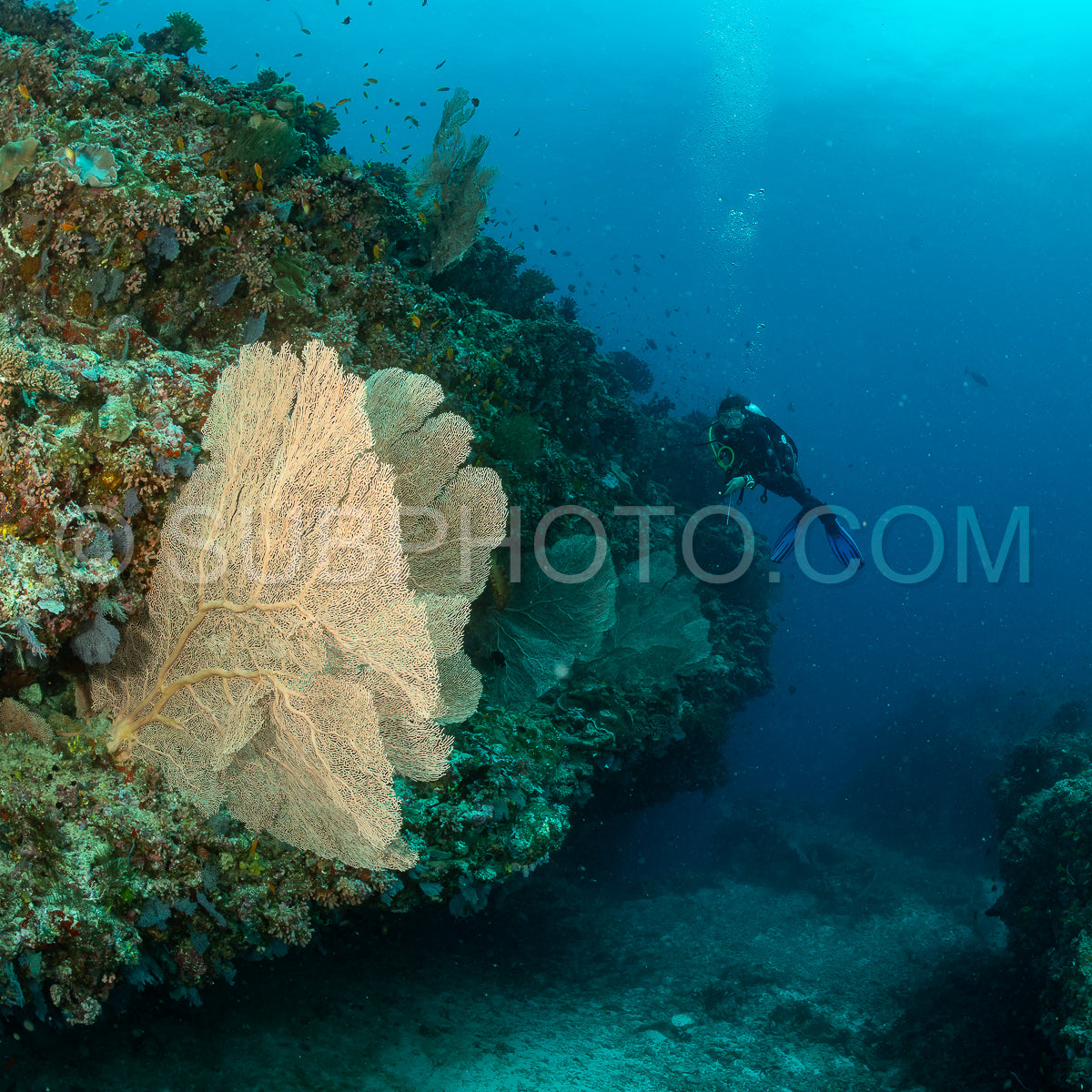 woman diver visiting a coral reef with gorgonian or sea fan